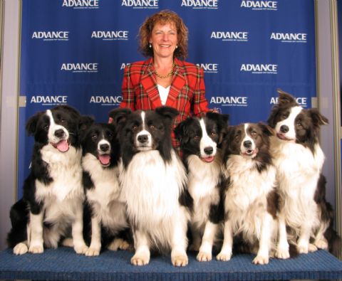 Border collie kennels online